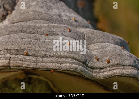 Pilze wachsen auf Rinde von alten Bäumen im grünen Wald. Die Sonne scheint durch die Blätter und schafft eine friedliche Atmosphäre. Invasion asiatischer Marienkäfer. Bas Rhin, Stockfoto