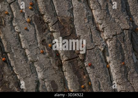 Eine große Anzahl orangener Insekten ist auf rauer Baumrinde verstreut. Sonnenlicht beleuchtet ihre Anwesenheit in der Natur. Die Lage ist friedlich. Invasion von AS Stockfoto
