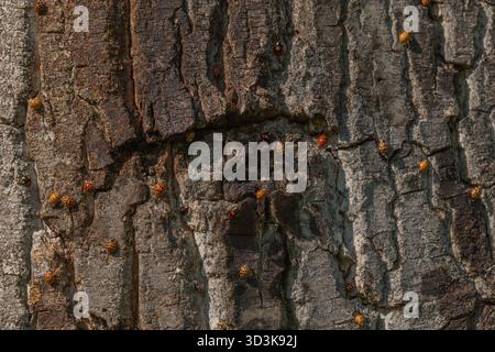 Eine große Anzahl orangener Insekten ist auf rauer Baumrinde verstreut. Sonnenlicht beleuchtet ihre Anwesenheit in der Natur. Die Lage ist friedlich. Invasion von AS Stockfoto