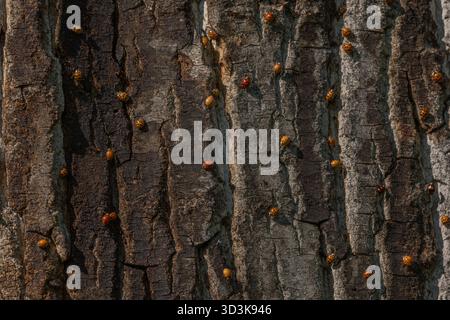 Eine große Anzahl orangener Insekten ist auf rauer Baumrinde verstreut. Sonnenlicht beleuchtet ihre Anwesenheit in der Natur. Die Lage ist friedlich. Invasion von AS Stockfoto