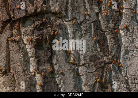 Eine große Anzahl orangener Insekten ist auf rauer Baumrinde verstreut. Sonnenlicht beleuchtet ihre Anwesenheit in der Natur. Die Lage ist friedlich. Invasion von AS Stockfoto