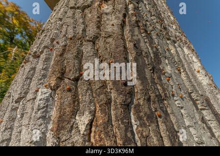 Eine große Anzahl orangener Insekten ist auf rauer Baumrinde verstreut. Sonnenlicht beleuchtet ihre Anwesenheit in der Natur. Die Lage ist friedlich. Invasion von AS Stockfoto