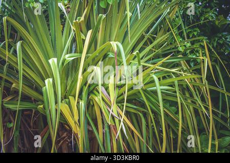 Dracaena Marginata Pflanze namens auch Madagaskar-Drachenbaum Stockfoto