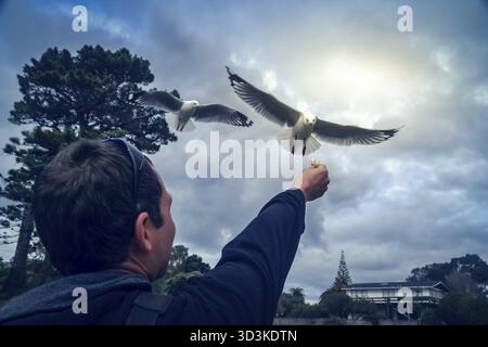 Mann seine Hand in die Luft zu Fed fliegende Möwe versuchen, Stockfoto