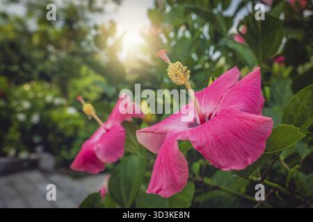 Chinesische Rosenblume wird im Sommer auch Hibiskus rosa Blooming im Yangshuo-Gebiet, Provinz Guangxi, China genannt Stockfoto