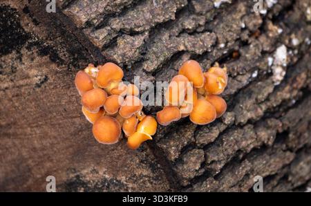 Eine Gruppe von Orangenpilzen, die auf einem Baumstamm wachsen. Die Pilze sind gruppiert und scheinen sich in verschiedenen Wachstumsphasen zu befinden. nat-Konzept Stockfoto
