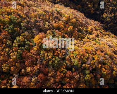 Fantastischer und farbenfroher Wald im Herbstblick von oben. Stockfoto