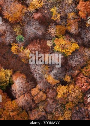 Fantastischer und farbenfroher Wald im Herbstblick von oben. Stockfoto