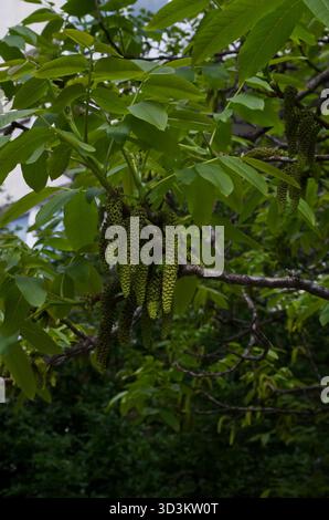 Nahaufnahme eines Walnussbaums in voller Blüte mit weiblichen und männlichen Blüten im Frühjahr, Bezirk Poduyane, Sofia, Bulgarien Stockfoto