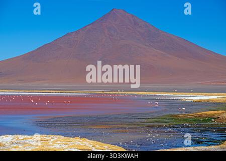 Flamingos fressen in einem Salinensee unterhalb eines dramatischen Berges in Laguna Colorada im Altiplano von Bolivien Stockfoto