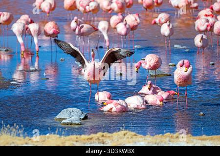 James' Flamingos füttern und fressen in einem Salinensee in Laguna Colorada in Bolivien Stockfoto