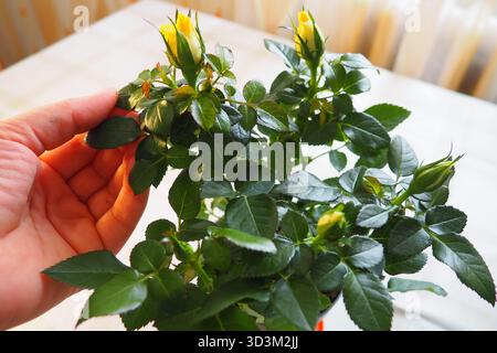 Zarte gelbe Miniaturrosen werden von erfahrenen Gärtnern auf Pflanzenkrankheiten und beschädigte Blätter untersucht. Lebendige Farben sorgen für Leben und Charme Stockfoto