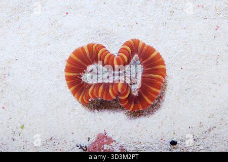 Rote offene Hirn-Koralle, Trachyphyllia geoffroyi Stockfoto