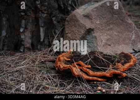Orangenpilz wächst auf Waldboden in der Nähe von Baum und Felsen Stockfoto