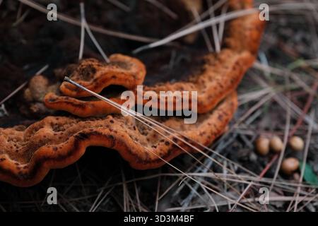 Nahaufnahme des Orangenwaldpilzes auf dem Boden Stockfoto