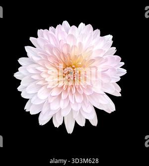 Nahaufnahme von blassrosa Chrysantheme, isoliert auf schwarzem Hintergrund mit Beschneidungspfad. Blumendesign für Karten, Einladungen, Poster. Stockfoto