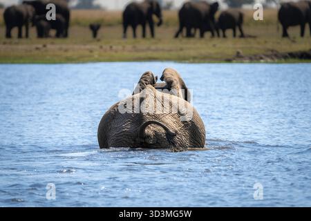 Afrikanischer Elefantenbulle (Loxodonta africana), der den Chobe River überquert. Blick von hinten. Chobe Nationalpark, Botswana, Afrika Stockfoto