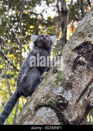 Gemeine Murmeltier an einem Baumstamm in Alarmstellung Stockfoto
