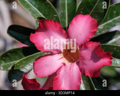Wüstenrose (Adenium obesum), Kairo, Ägypten Stockfoto