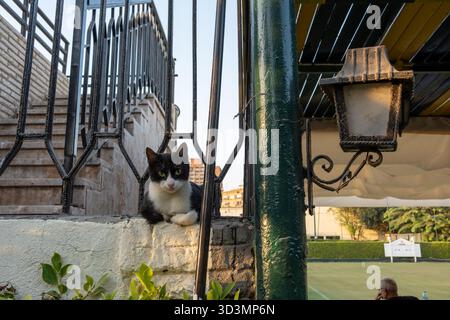 Streunende ägyptische Baladi-Katze schaut auf Kameraporträt, Gezira Sporting Club, Kairo, Ägypten Stockfoto