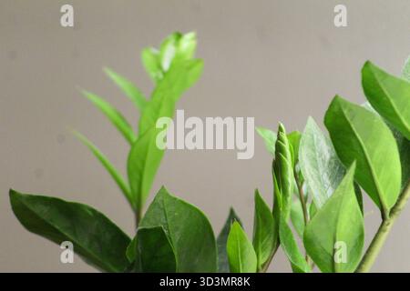 Junge hellgrüne Blätter, die auf einem ZZ-Pflanzenstamm sprießen, zeigen natürliches Wachstum und Vitalität dieser beliebten Zimmerpflanze. Stockfoto