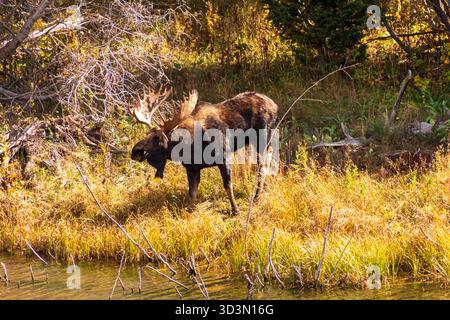 Ein männlicher Elch (Alces alces) steht in der Nähe eines Flussufers im Grand Teton National Park. Seine großen, beeindruckenden Geweihe sind hervorzuheben, während es auf dem Gras weidet Stockfoto