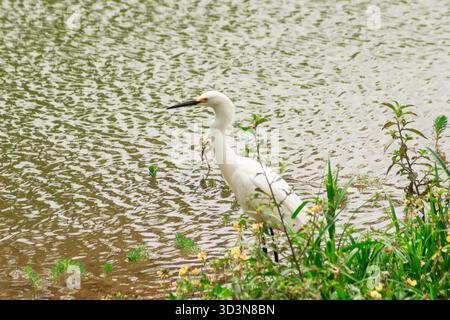Ein weißer Reiher hält an einem plätschernden See, umgeben von frischen grünen Pflanzen und subtilen Wildblumen. Stockfoto