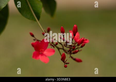 Auffällige rote Jatropha-Blüten heben sich vor einem glatten, gedämpften Hintergrund hervor und zeigen die Schönheit der tropischen Zierflora. Stockfoto