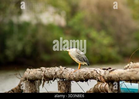 Ein streifenförmiger Reiher (Butorides striata) steht auf einem rustikalen Holzbau in der Nähe des Wassers, dessen scharfer Blick auf die Umgebung gerichtet ist, während er auf den Patienten wartet Stockfoto