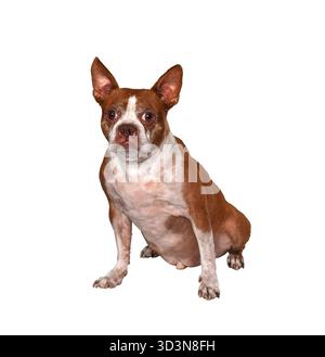 Ganzkörperporträt eines braun-weißen boston Terriers, der auf weißem Hintergrund sitzt und in die Kamera blickt Stockfoto