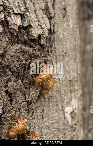 Die trockenen Exsuviae der Zikaden greifen einen Baumstamm und fangen einen Moment in der Natur ein, in dem diese Insekten ihre äußere Haut abgeben und in einem Wo ins Erwachsenenalter gelangen Stockfoto