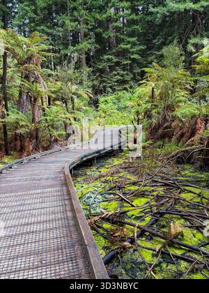 Whakarewarewa Forest. Verwinkelter Holzsteg durch dichte Mammutbäume und üppige Farne, mit moosigem Wasser daneben. Beliebt für Spaziergänge in der Natur und Wanderungen Stockfoto