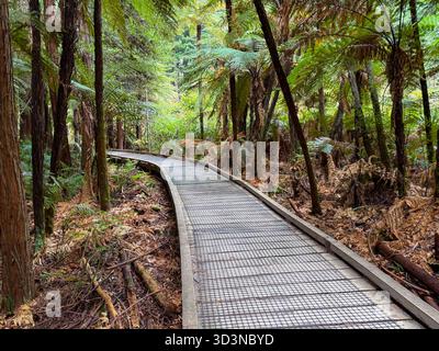 Whakarewarewa Forest Boardwalk in Rotorua, Neuseeland. Ein verwinkelter Holzweg durch die hoch aufragenden Redwood-Bäume und einheimischen Farne, der eine sce bietet Stockfoto