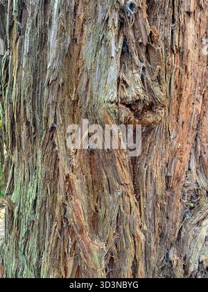 Rotholzrinde. Nahaufnahme des tief gefurchten, rötlich-braunen, faserigen Stammes im Whakarewarewa Forest, Rotorua, Neuseeland. Zeigt natürliche Eigenschaften Stockfoto