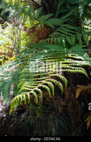 Wheki Farn (Dicksonia squarrosa), Neuseelands gewöhnlicher Baumfarn, mit leuchtenden grünen Wedeln, die in feuchtes Sonnenlicht in einer natürlichen Waldumgebung getaucht sind Stockfoto