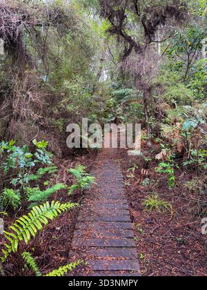 Ein Holzsteg schlängelt sich durch einen dichten, üppigen, mit Farnen und Bäumen bewachsenen, einheimischen Wald in Taupo, Neuseeland. Perfekt für Wanderungen und Natur Stockfoto