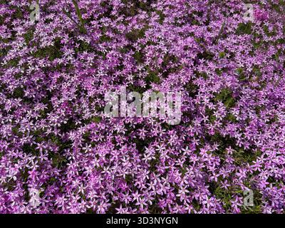 Phlox subulata Moos Phlox-rosa Blütenteppich auf Almwiesen Stockfoto