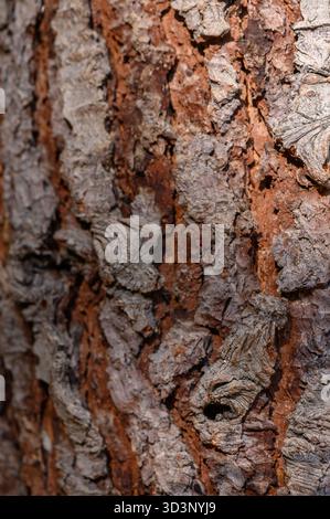 Makroaufnahme einer robusten Baumstammoberfläche mit komplizierten Holzmaserungen und -Mustern. Perfekt für rustikale Hintergründe und Projekte mit Naturthemen. Stockfoto
