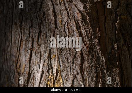 Detaillierte Makroaufnahme der Baumrinde mit komplizierten Mustern und organischer Textur. Perfekt für naturbelassene Designs und Hintergründe. Stockfoto