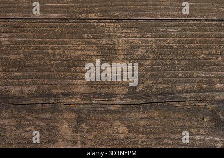 Makroaufnahme einer robusten Baumstammoberfläche mit komplizierten Holzmaserungen und -Mustern. Perfekt für rustikale Hintergründe und Projekte mit Naturthemen. Stockfoto