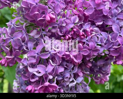 Lilafarbene Blüte im Frühlingsgarten Stockfoto