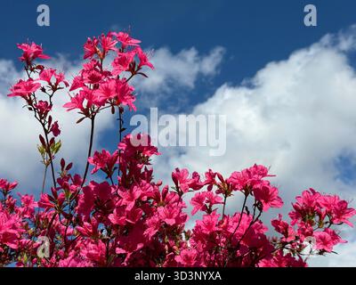 Rhododendronrosa Blumen gegen den Himmel. Stockfoto