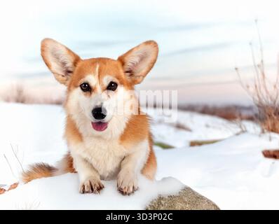 Pembroke Waliser Corgi vor dem Winterhintergrund Stockfoto