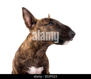 Miniatur Bull Terrier vor weißem Hintergrund Stockfoto
