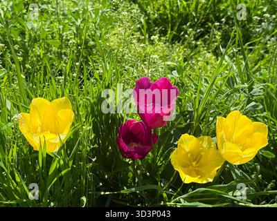 Schöne gelbe und rosa Tulpenblüten. Stockfoto