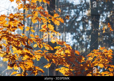Herbstliches Laub leuchtet im Wald, ein lebhafter Anstoß warmer Töne vor dem gedämpften Hintergrund. Das Sonnenlicht durchzieht die Blätter und erzeugt magische Lien Stockfoto