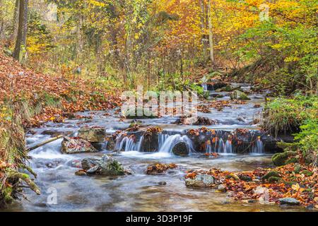 Herbstbach, gefallene Blätter driften auf der Strömung in einem Waldbach, umgeben von goldenem Herbstlaub. Stockfoto