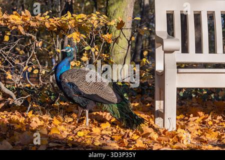 Der indische Pfauenvogel (Pavo cristatus), männlicher Pfau in der Herbstlandschaft eines Parks neben einer Bank. Stockfoto