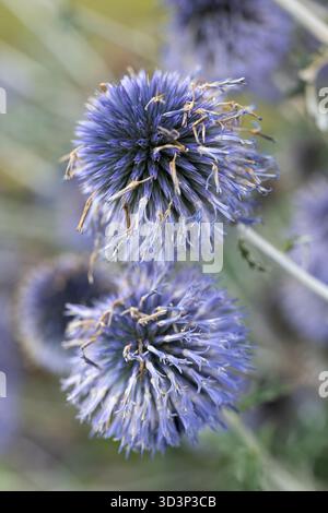 Echinops Ritro Blumen Makro - die südliche Globus Distel, blühende Pflanze in der Familie der Asteraceae, heimisch in Süd- und Osteuropa. Stockfoto