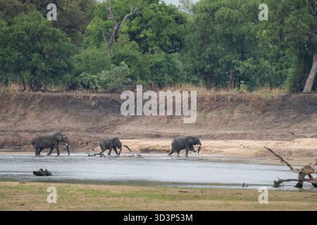 Große Elefantenherde (Loxodonta africana), die den Fluss im South Luangwa National Park überquert. Sambia, Afrika Stockfoto